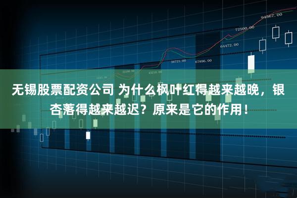 无锡股票配资公司 为什么枫叶红得越来越晚，银杏落得越来越迟？原来是它的作用！